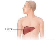 liver recovery